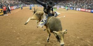Bull Riding in East Texas