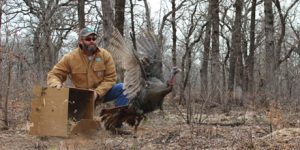 Wild Turkeys in East Texas